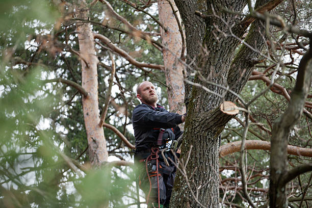 How Our Tree Care Process Works  in  River Falls, WI