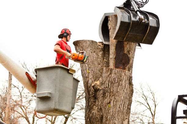 Best Leaf Removal  in River Falls, WI